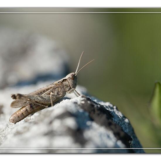 Bow-winged grasshopper: Animal in habitat Mountain meadows in the NatureSpots App