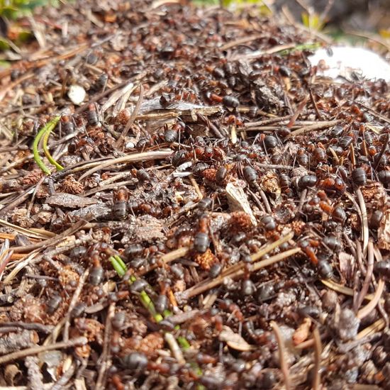 Waldameisen: Tier im Habitat Alpine Tundra in der NatureSpots App