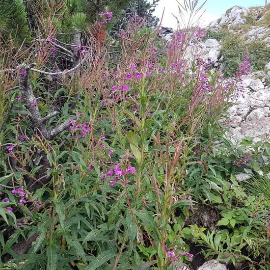Schmalblättriges Weidenröschen: Pflanze im Habitat Felsgebiet in der NatureSpots App