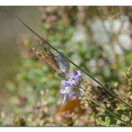 Lasiommata megera: Animal in habitat Mountain meadows in the NatureSpots App