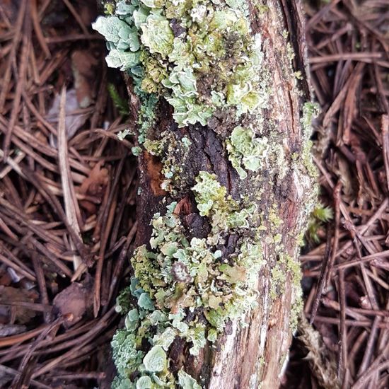 Eine unbekannte Art: Pilz im Habitat Borealer Nadelwald in der NatureSpots App