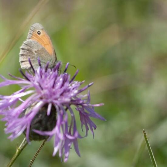 Small Heath: Animal in habitat Mountain meadows in the NatureSpots App
