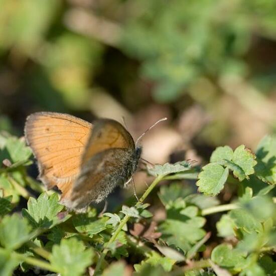 Small Heath: Animal in habitat Mountain meadows in the NatureSpots App