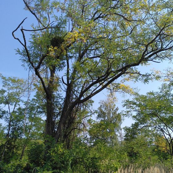 Landschaft: Grasland und Büsche im Habitat Steppe in der NatureSpots App