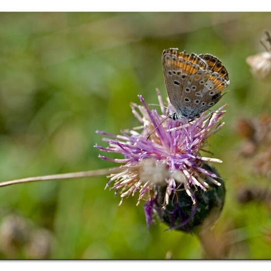 Polyommatus icarus: Animal in habitat Mountain meadows in the NatureSpots App