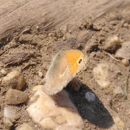 Small Heath: Animal in habitat Steppe in the NatureSpots App