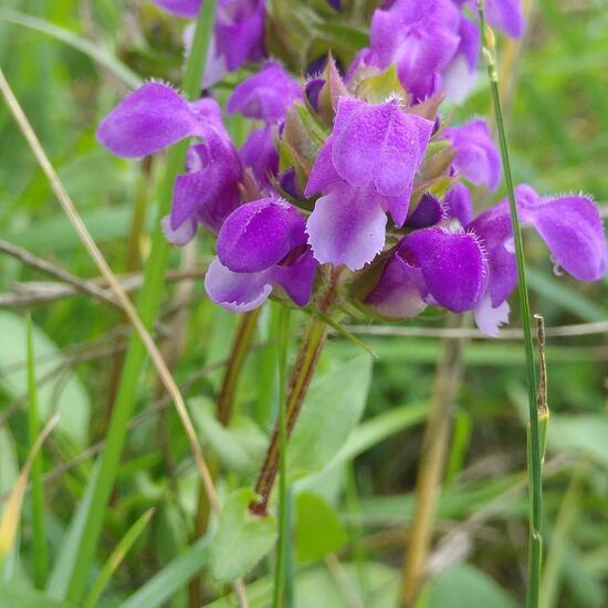 Large-flowered selfheal: Plant in habitat Shrubland in the NatureSpots App