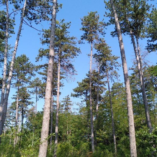 Landschaft: Wald im Habitat Wald der gemäßigten Breiten in der NatureSpots App