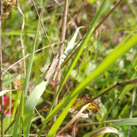 Bow-winged grasshopper: Animal in habitat Shrubland in the NatureSpots App