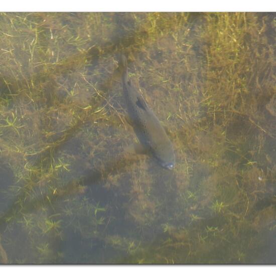 Döbel: Tier im Habitat Fluss in der NatureSpots App