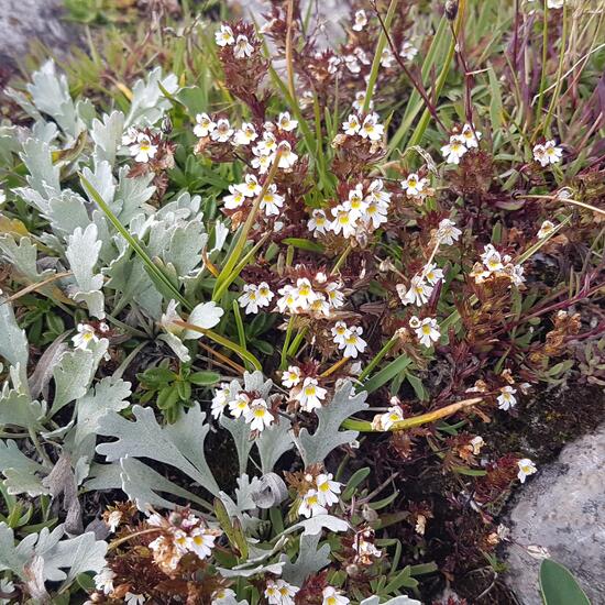Euphrasia frigida: Plant in habitat Alpine tundra in the NatureSpots App