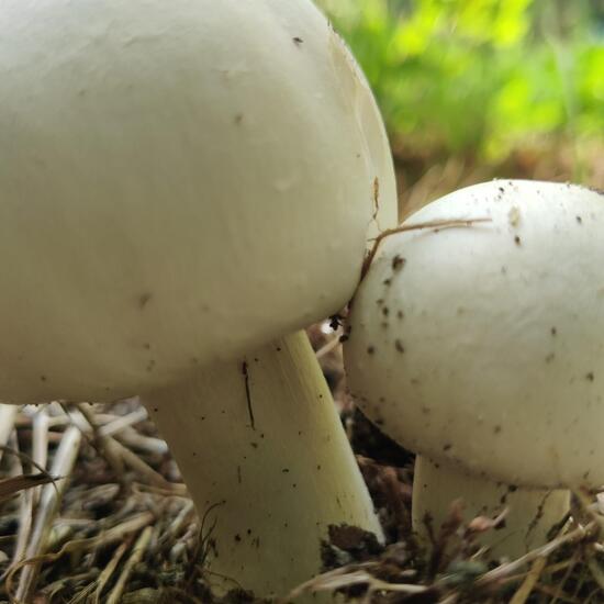 Agaricus arvensis: Mushroom in habitat Garden in the NatureSpots App