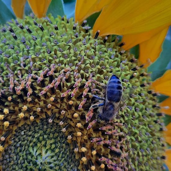 Westliche Honigbiene: Tier in der Natur in der NatureSpots App