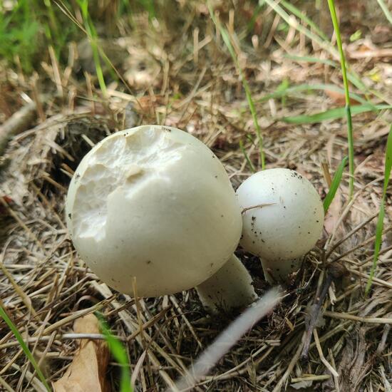 Agaricus arvensis: Mushroom in habitat Garden in the NatureSpots App