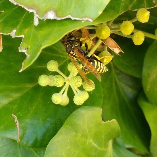 Polistes dominula: Animal in habitat Flowerbed in the NatureSpots App
