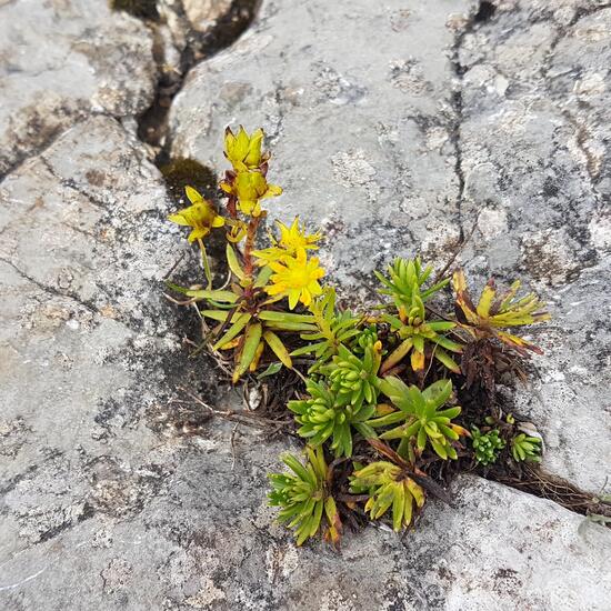 Fetthennen-Steinbrech: Pflanze im Habitat Felsgebiet in der NatureSpots App