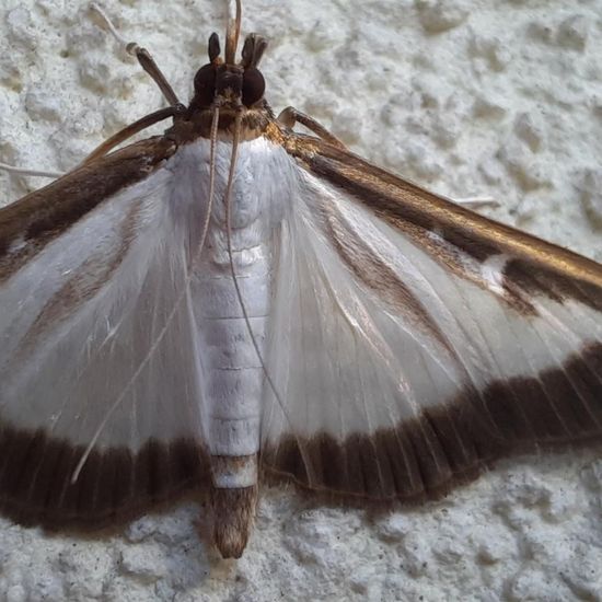 Buchsbaumzünsler: Tier in der Natur in der NatureSpots App