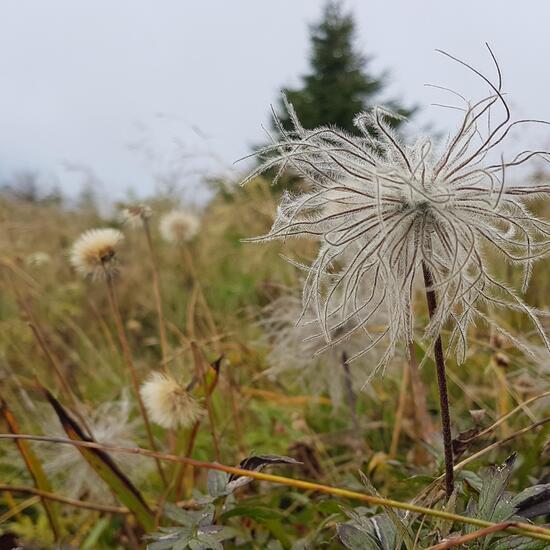 Pulsatilla grandis: Plant in habitat Mountain meadows in the NatureSpots App