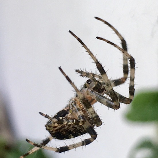 Araneus diadematus: Animal in habitat Garden in the NatureSpots App
