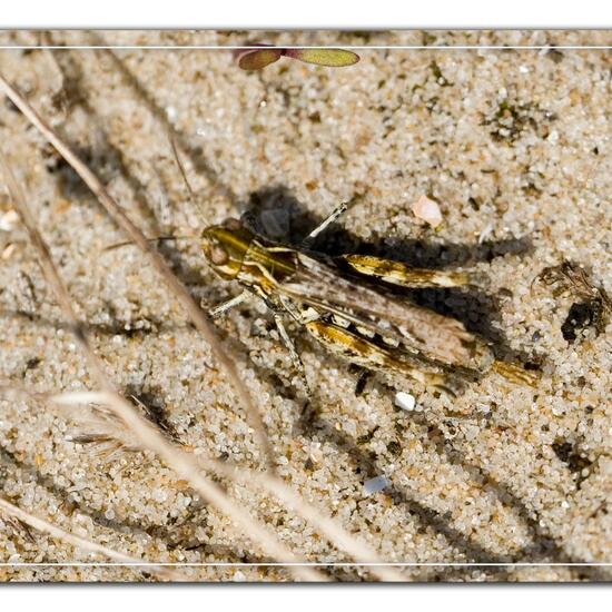 Myrmeleotettix maculatus: Animal in habitat Sandy coast in the NatureSpots App