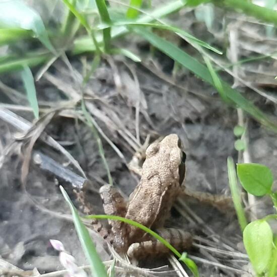 Rana temporaria: Animal in habitat Agricultural meadow in the NatureSpots App