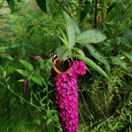 Schmetterlinge: Tier im Habitat Stadt und Garten in der NatureSpots App