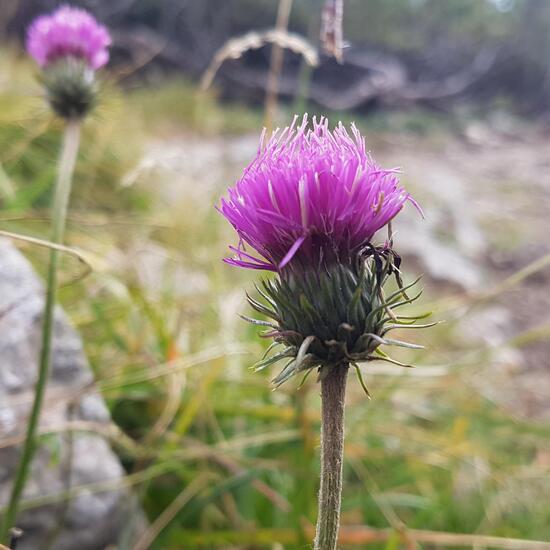 Krause Ringdistel: Pflanze im Habitat Alpine Tundra in der NatureSpots App