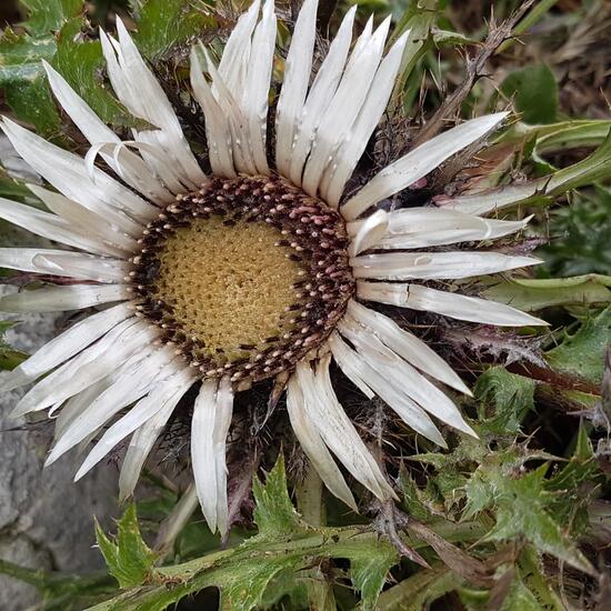 Silberdistel: Pflanze im Habitat Alpine Tundra in der NatureSpots App