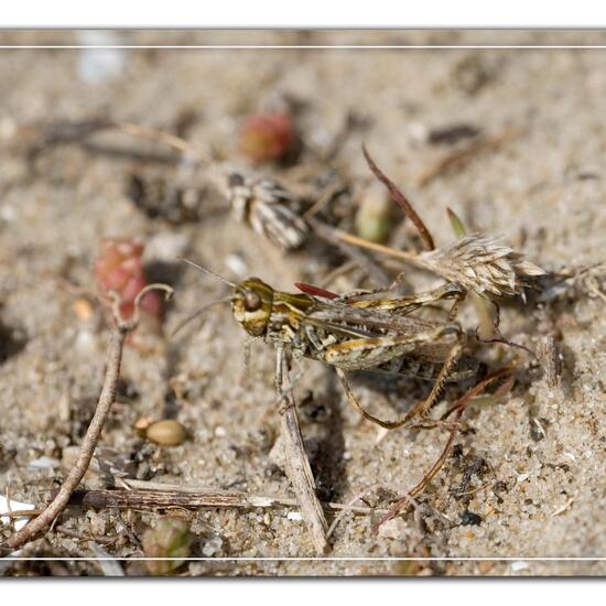Gefleckte Keulenschrecke: Tier im Habitat Sandküste in der NatureSpots App