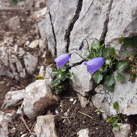 Glockenblumen: Pflanze im Habitat Felsgebiet in der NatureSpots App