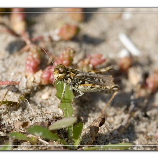 Gefleckte Keulenschrecke: Tier im Habitat Sandküste in der NatureSpots App