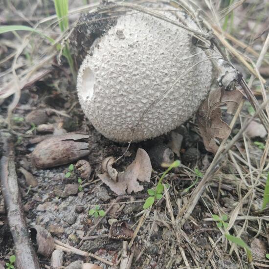 Lycoperdon perlatum: Mushroom in habitat Buffer strip in the NatureSpots App