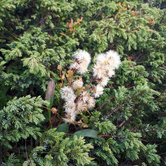 Eine unbekannte Art: Pflanze im Habitat Alpine Tundra in der NatureSpots App