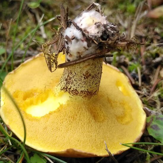 Ringloser Butterpilz: Pilz im Habitat Hinterhof in der NatureSpots App