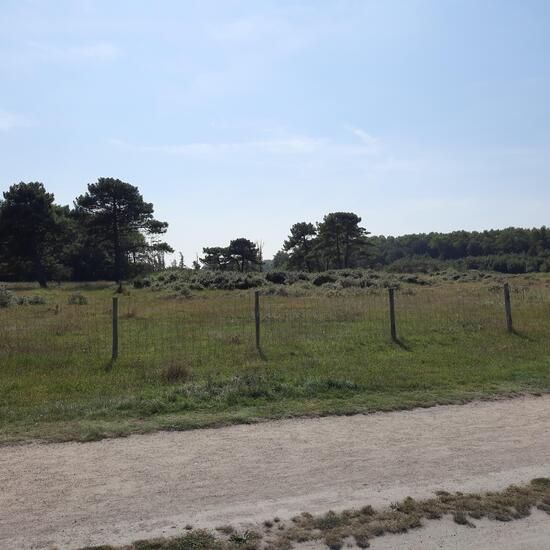 Landschaft: Dünen und Wüsten im Habitat Düne in der NatureSpots App