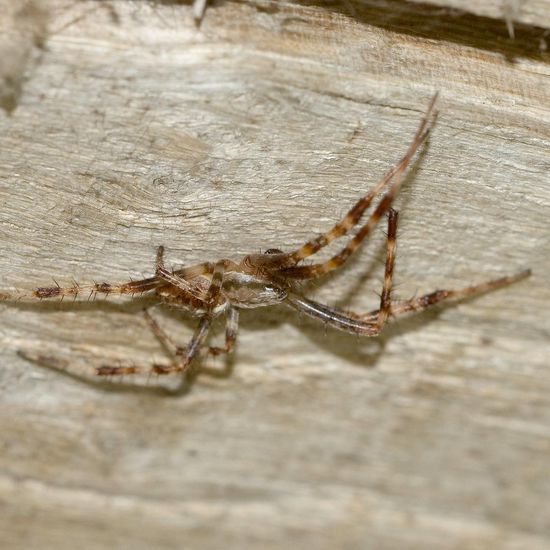 Gartenkreuzspinne: Tier im Habitat Innenraum in der NatureSpots App