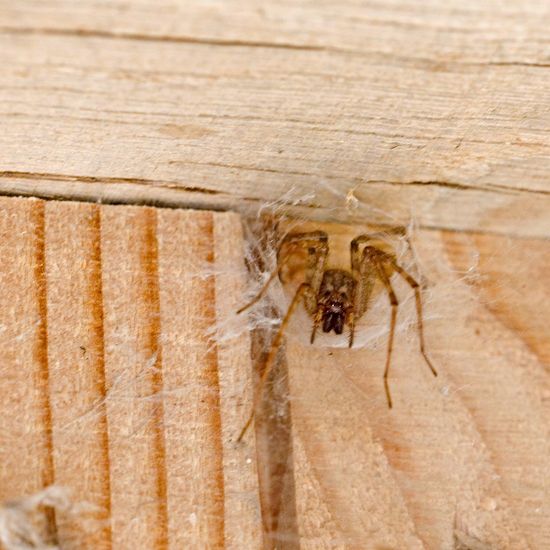 Große Winkelspinne: Tier im Habitat Innenraum in der NatureSpots App