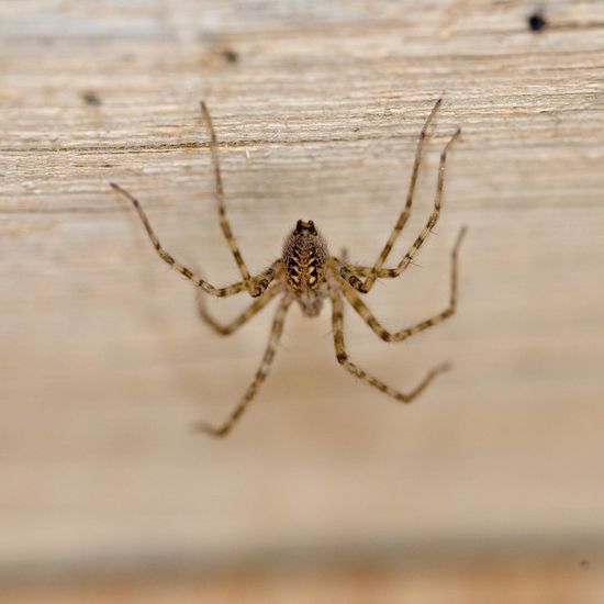 Große Winkelspinne: Tier im Habitat Innenraum in der NatureSpots App