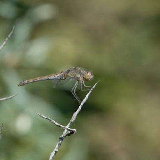 Große Heidelibelle: Tier im Habitat Naturnahe Wiese in der NatureSpots App