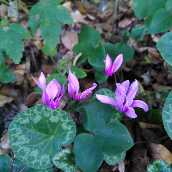 Cyclamen: Plant in habitat Temperate forest in the NatureSpots App