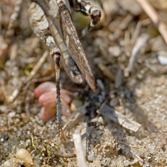 Blauflügelige Ödlandschrecke: Tier im Habitat Sandküste in der NatureSpots App