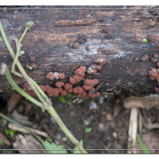 Caperatflechte: Pilz im Habitat Garten in der NatureSpots App