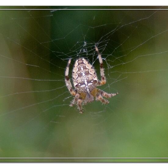 Argiope bruennichi: Animal in habitat Semi-natural grassland in the NatureSpots App