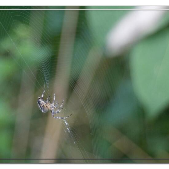 Araneus diadematus: Animal in habitat Semi-natural grassland in the NatureSpots App