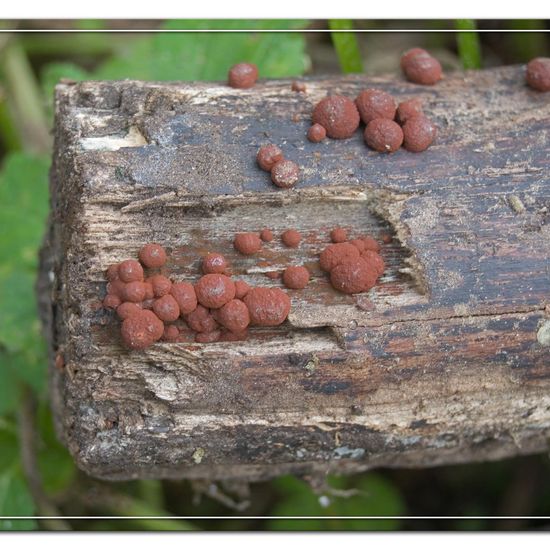 Caperatflechte: Pilz im Habitat Garten in der NatureSpots App