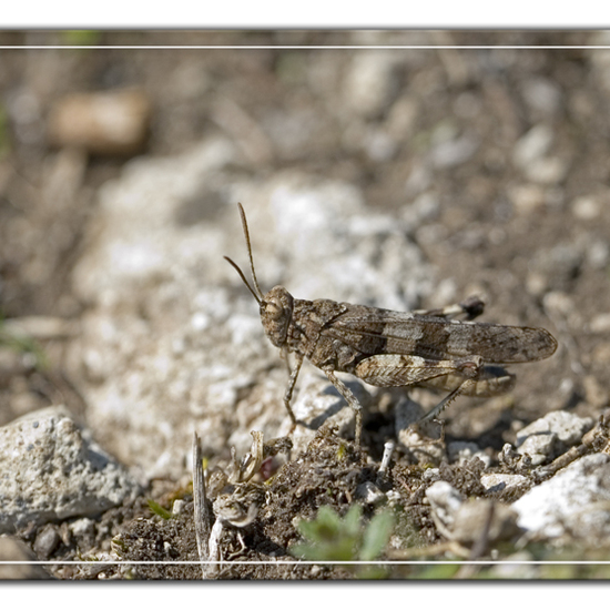 Oedipoda caerulescens: Animal in habitat Rock areas in the NatureSpots App