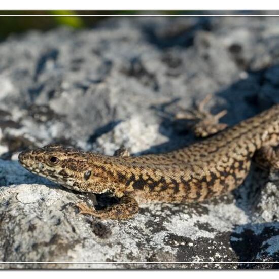 Podarcis muralis: Animal in habitat Rock areas in the NatureSpots App