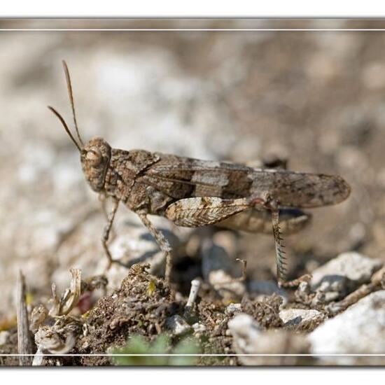 Oedipoda caerulescens: Animal in habitat Rock areas in the NatureSpots App