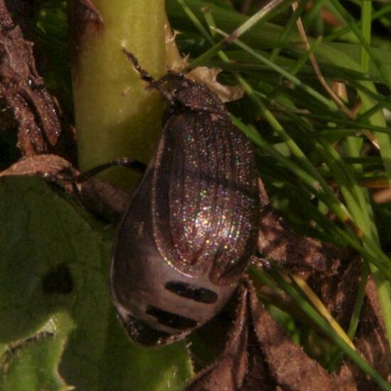 Coleoptera: Animal in habitat City and Urban in the NatureSpots App