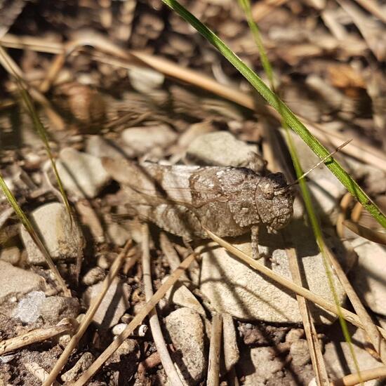 Blauflügelige Ödlandschrecke: Tier im Habitat Büsche/Heide in der NatureSpots App